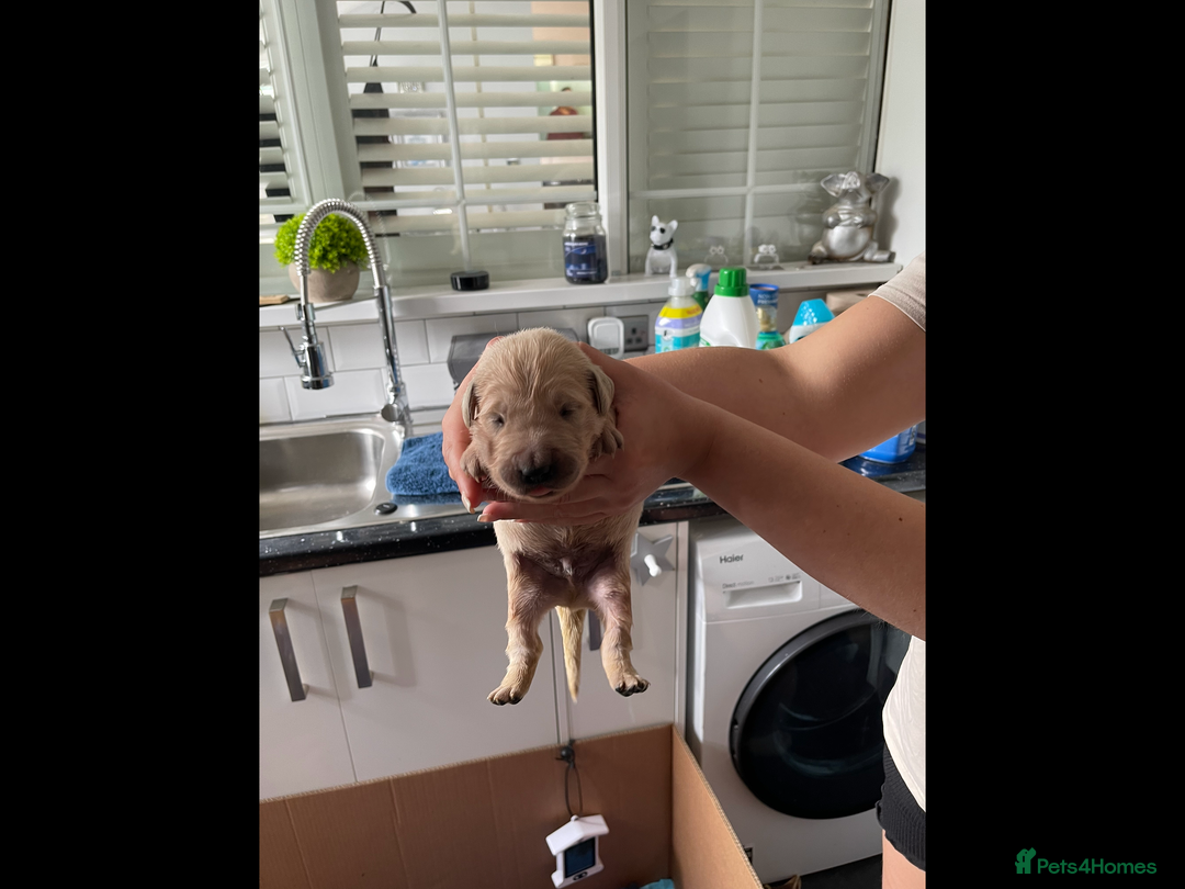 Golden Retriever dogs for sale: KC reg fox Red golden retrievers  - Image 15
