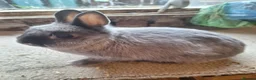 Netherland Dwarf rabbits for sale: Siamese smoke netherland dwarf  - Advert 3