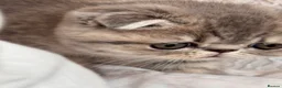 Persian cats for sale: Beautiful Scottish fold exotic Persian kittens  - Advert 8