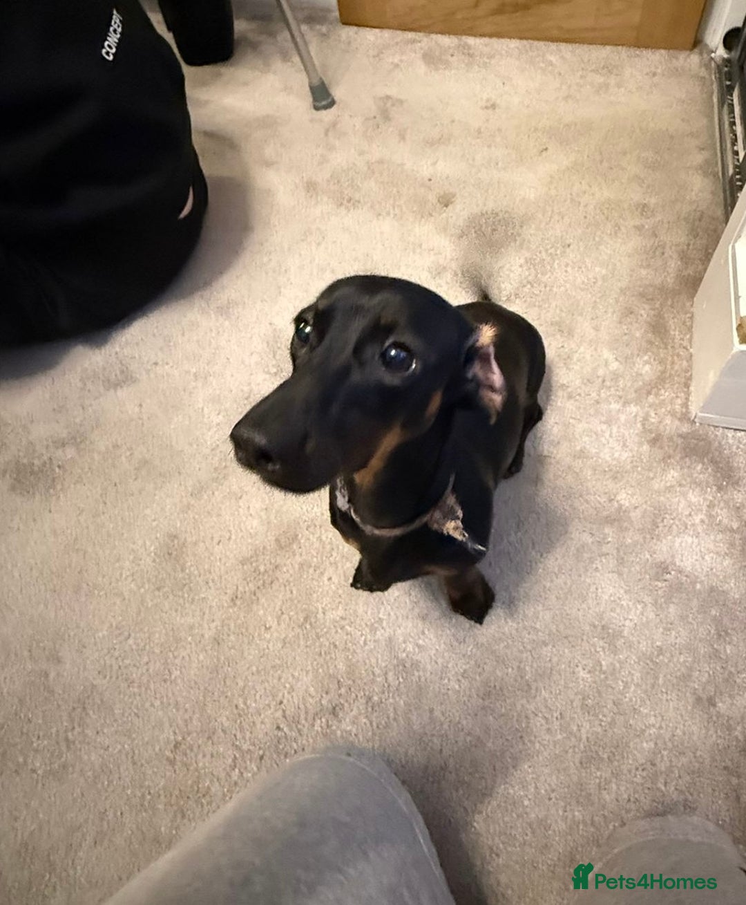 Miniature Dachshund dogs for sale: 8 month old male miniature dachshund.   - Image 2