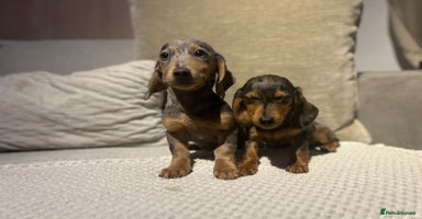 Miniature Dachshund dogs - Advert 1