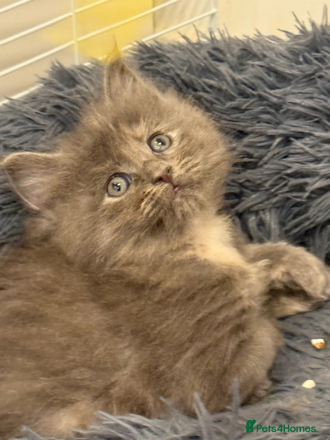 Ragcoon cats for sale: Beautiful Ragcoon kittens - Advert 8