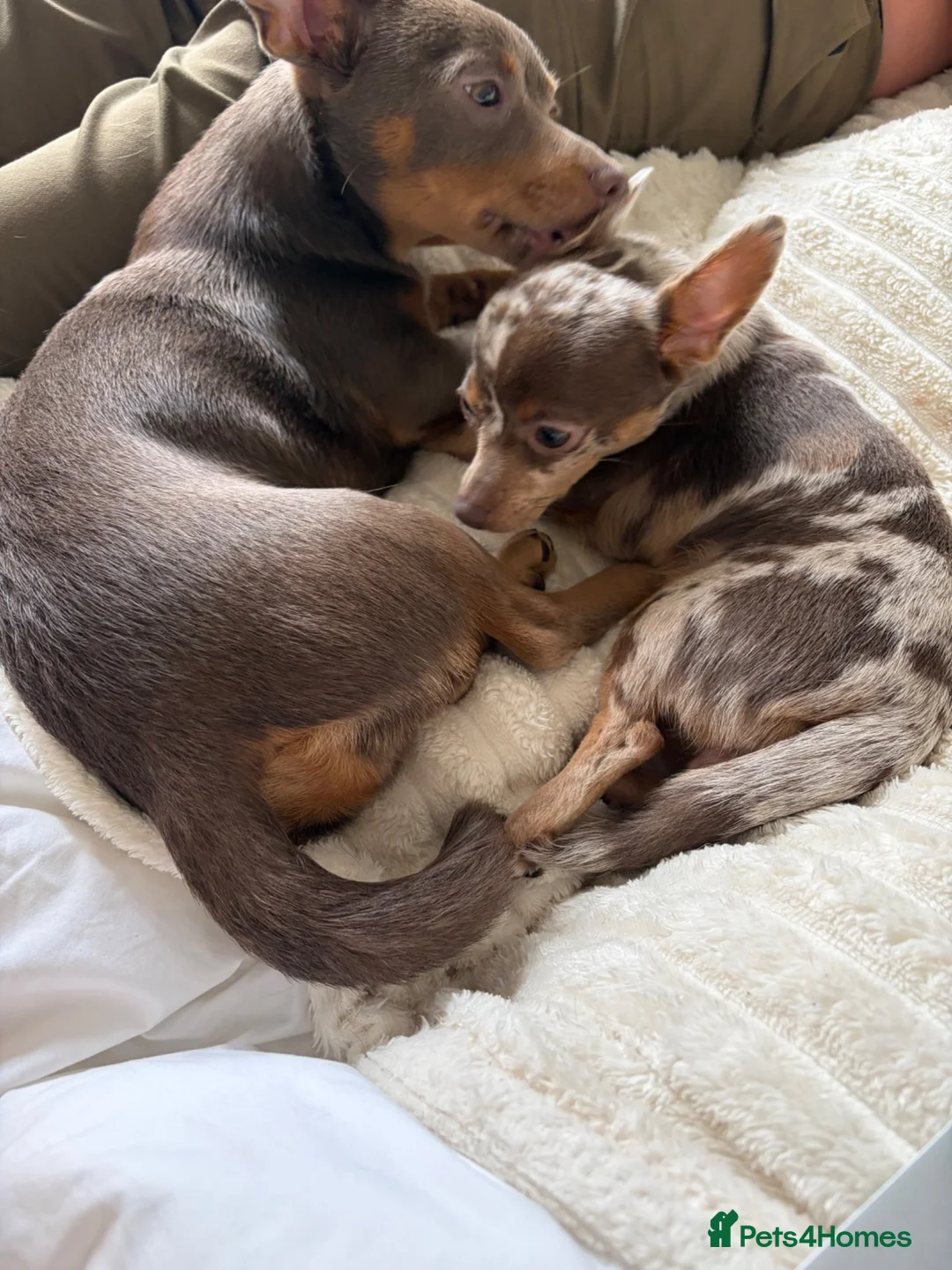 Mixed Breed dogs for sale: Minnie and Winnie - Advert 4