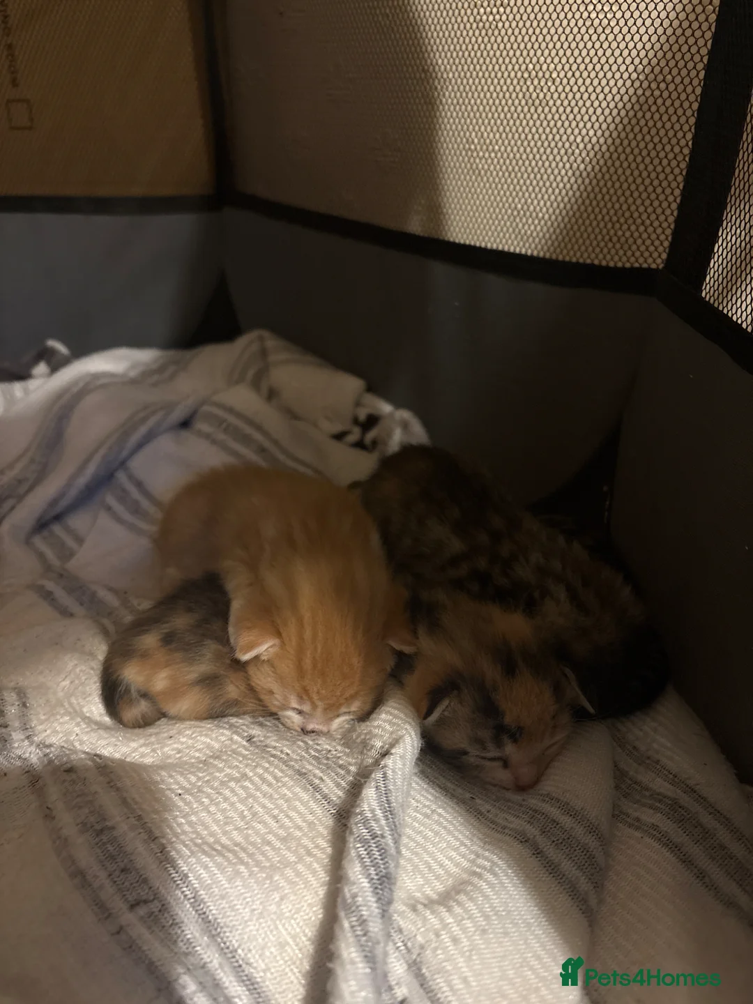 Mixed Breed cats for sale: Kittens for sale  - Advert 2