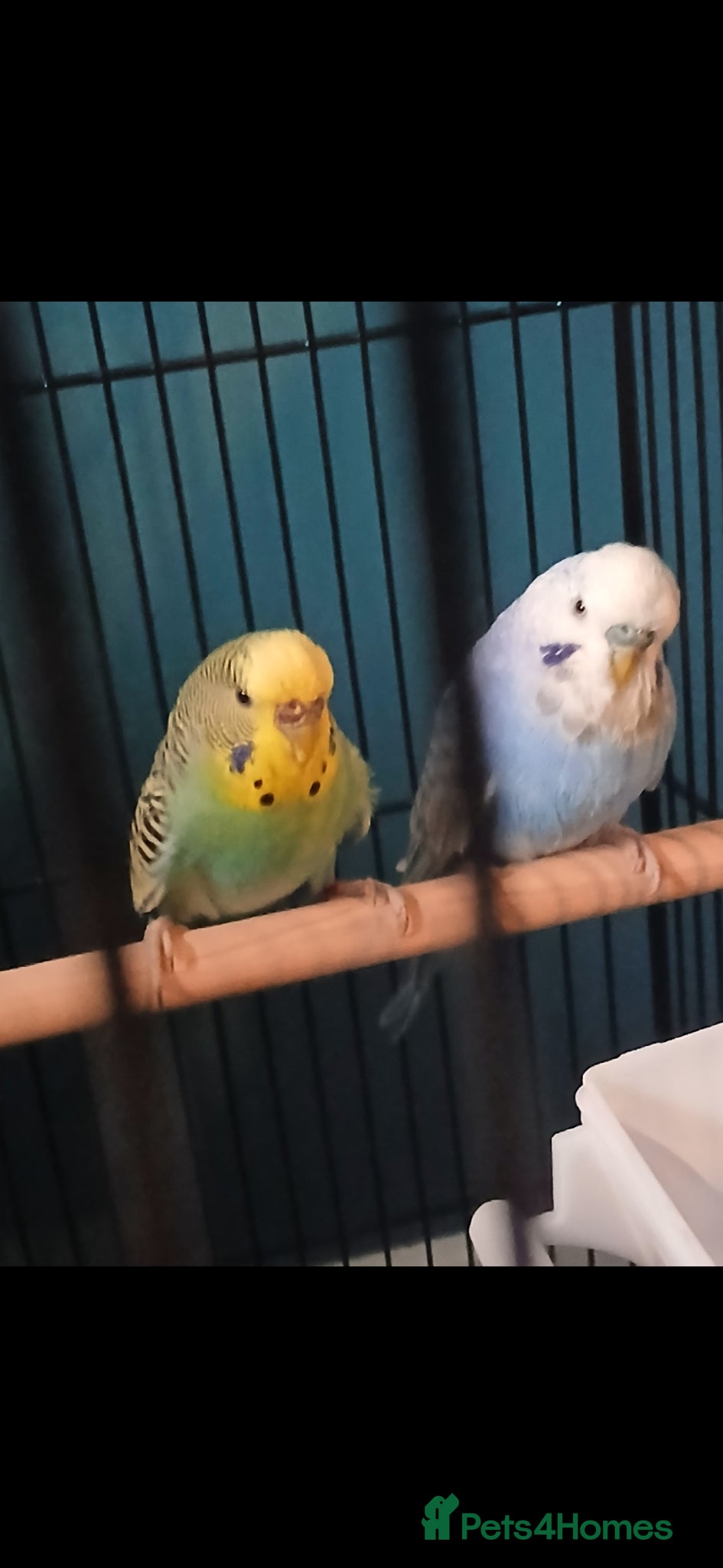Budgerigars birds Two bright and colourful budgies - Advert 1