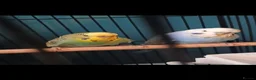 Budgerigars birds for sale: Two bright and colourful budgies in Aberdeen - Advert 1