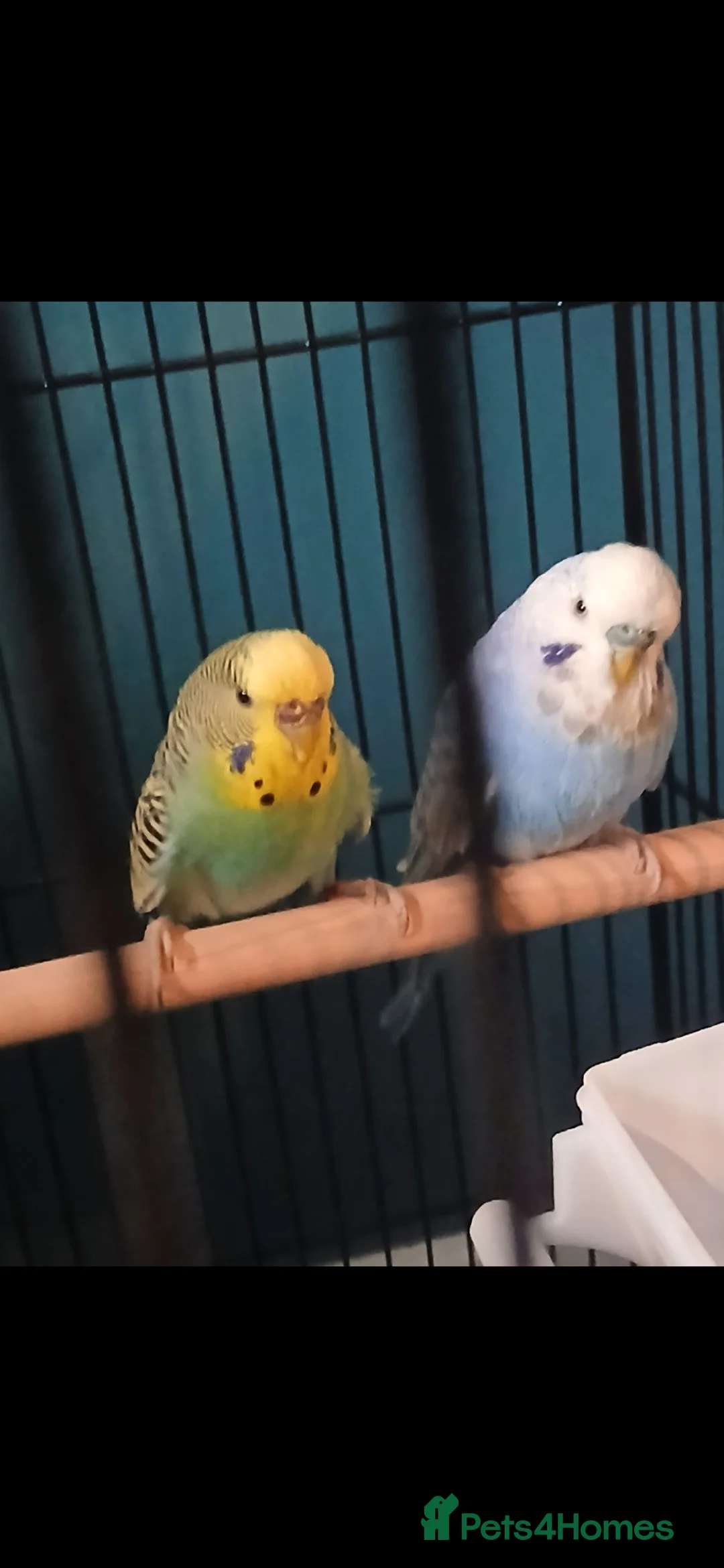 Budgerigars birds for sale: Two bright and colourful budgies in Aberdeen - Advert 1