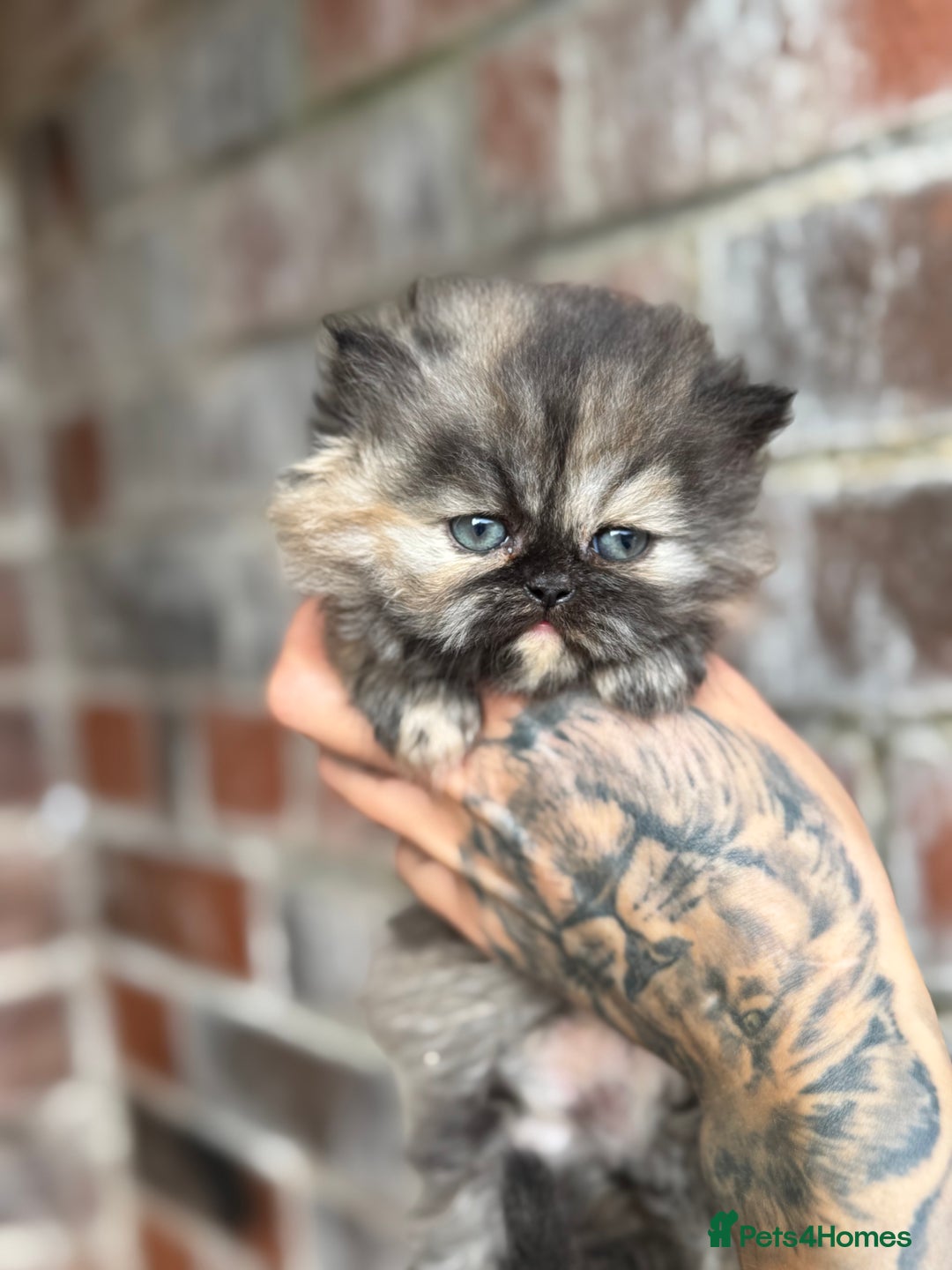 Persian cats for sale: Chinchilla Persians  - Advert 4