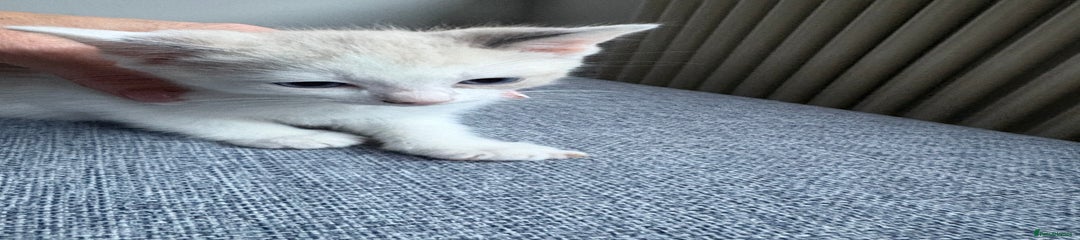 Ragdoll Kitten 1