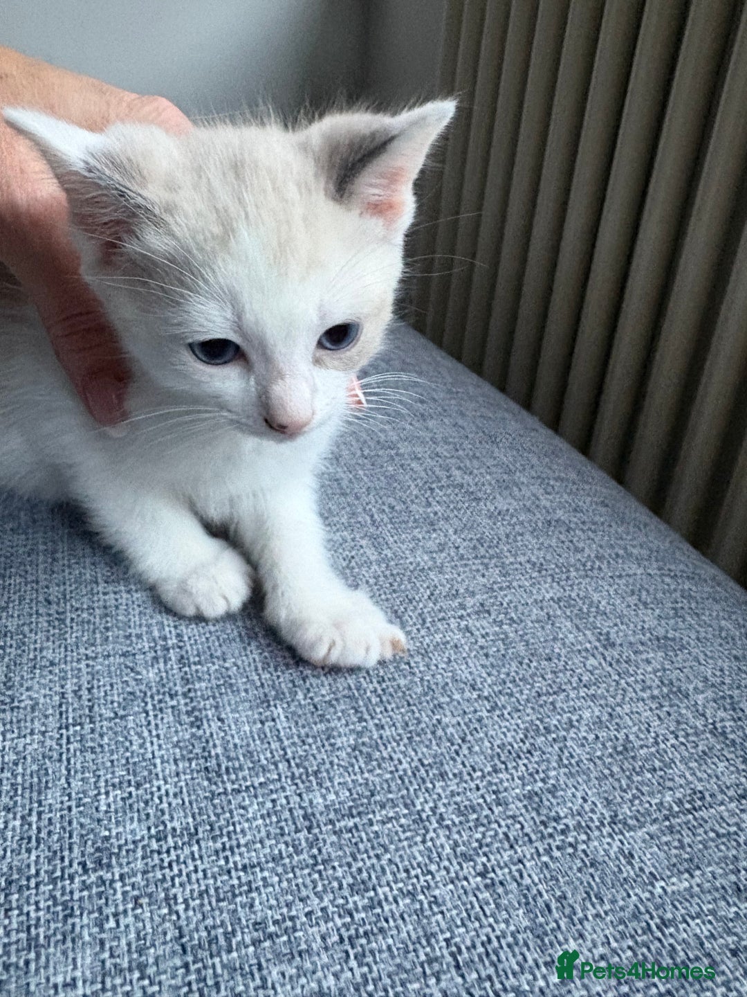 Ragdoll cats for sale: Part bred ragdolls  - Image 8