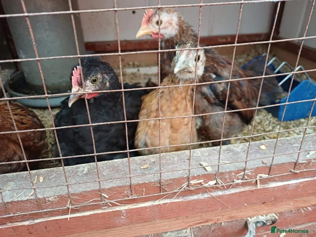 Mixed Breed birds for sale: bantam chicks  - Advert 4