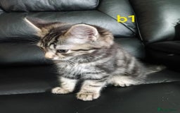 Mixed Breed cats for sale: 4 kittens for sale - Image 2