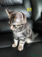 Mixed Breed cats - Advert 14