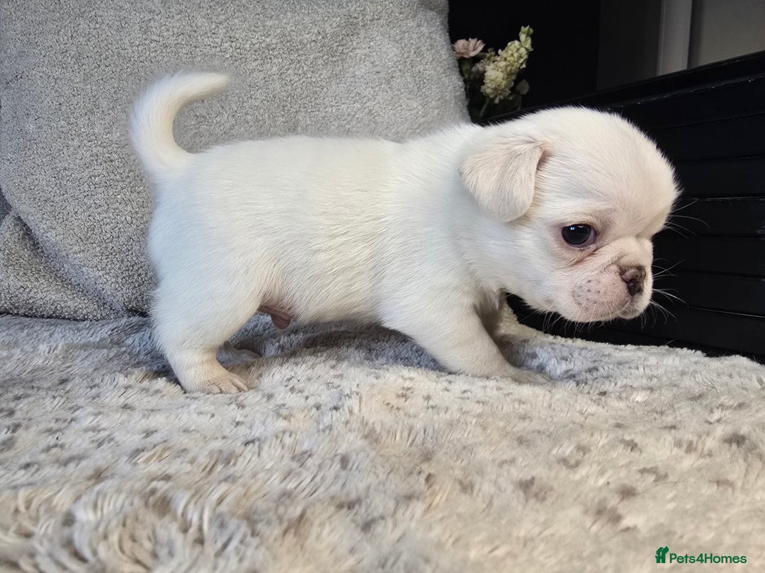 Pug dogs for sale: Beautiful Pug Puppies  - Advert 22