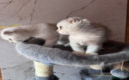 Scottish Fold cats for sale: Scottish fold kittens in hull - Image 20