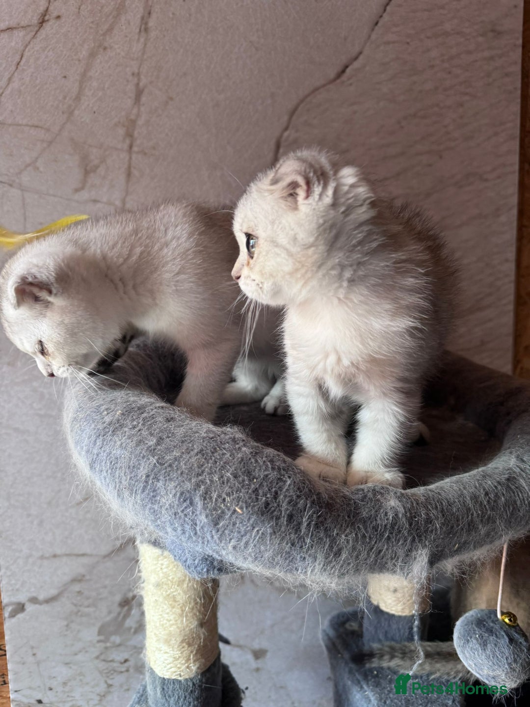 Scottish Fold cats for sale: Scottish fold kittens in hull - Image 20