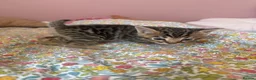 Mixed Breed cats for sale: Adorable Bengal x Maine coon Kittens  - Advert 11