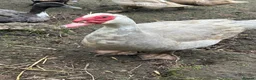 Ducks poultry for sale: Two pairs of lavender Muscovy ducks - Advert 2