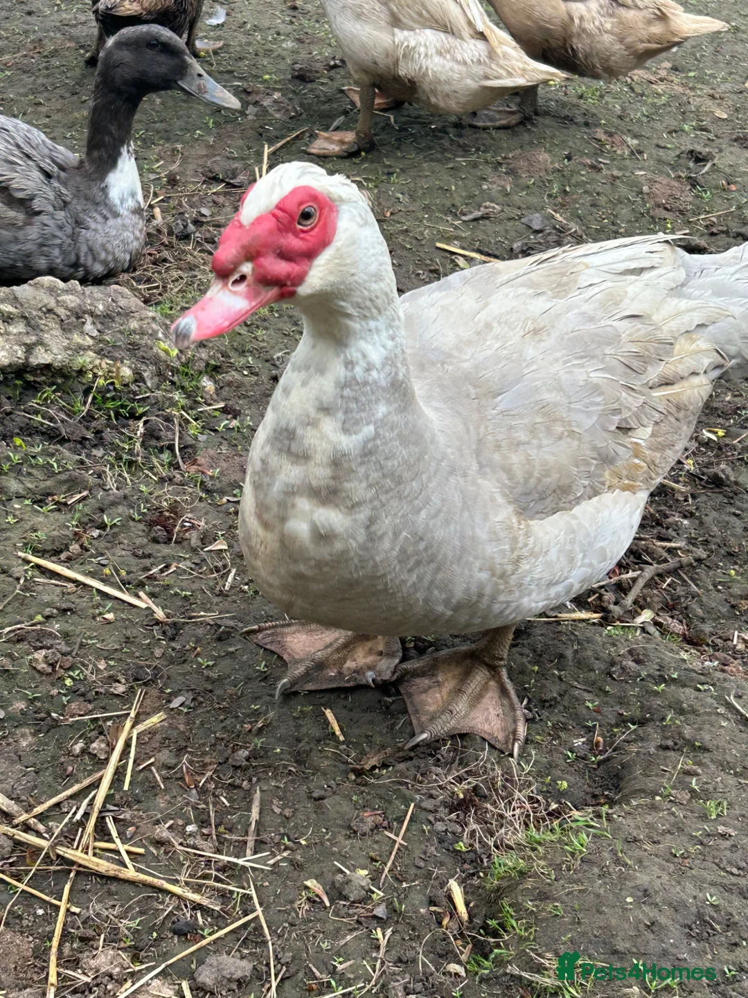 Ducks poultry for sale: Two pairs of lavender Muscovy ducks - Advert 2