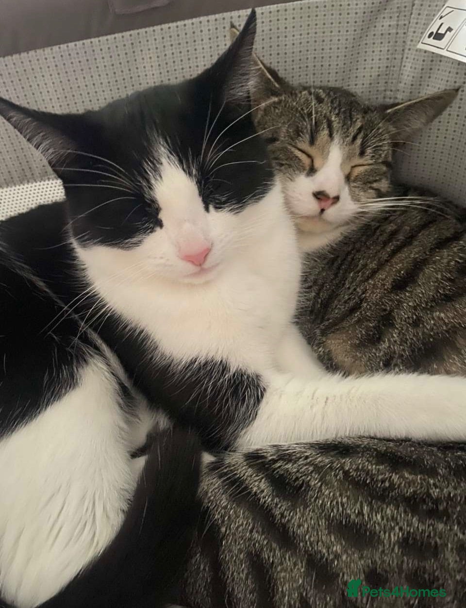 Mixed Breed cats Two sisters for rehoming - Advert 1