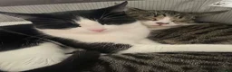 Mixed Breed cats for sale: Two sisters for rehoming - Advert 1