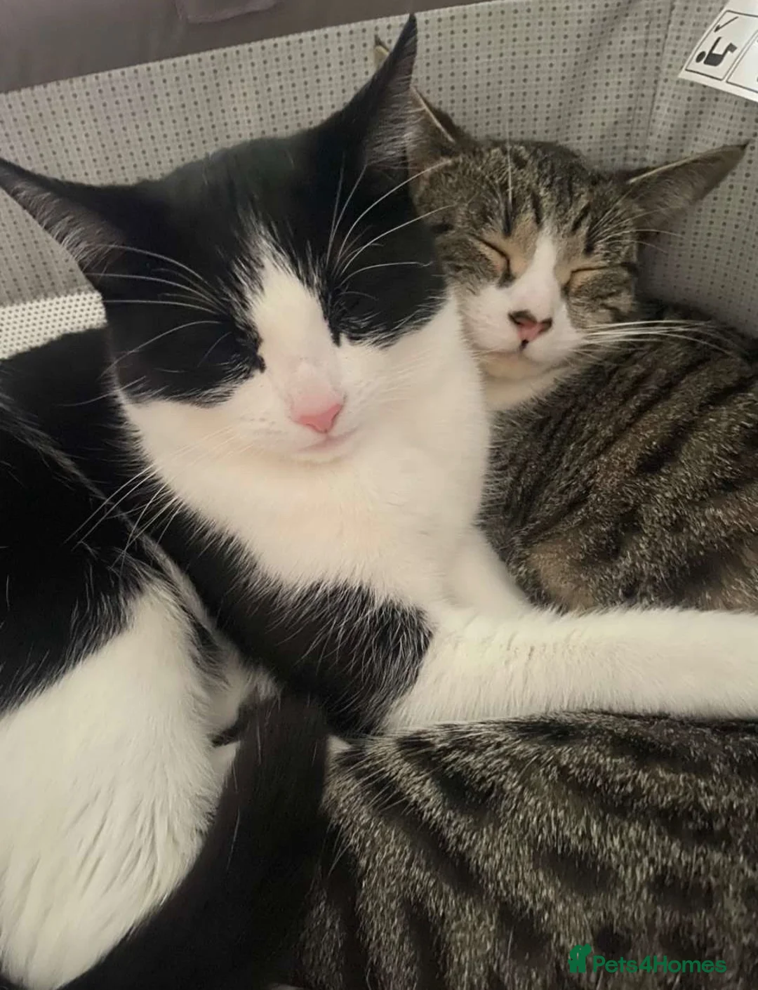 Mixed Breed cats for sale: Two sisters for rehoming - Advert 1