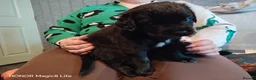 Mixed Breed dogs for sale: 6 Frenchie x Sprocker pups - Advert 3