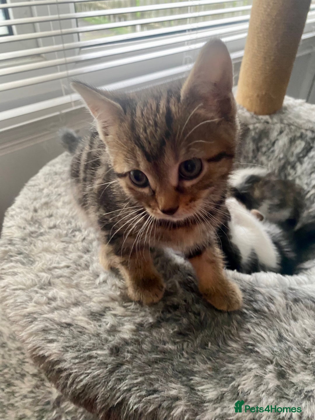 Mixed Breed cats for sale: Kittens for sale - Advert 19