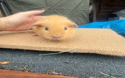 Guinea Pig rodents for sale: Buff Cali bred boar - Image 3