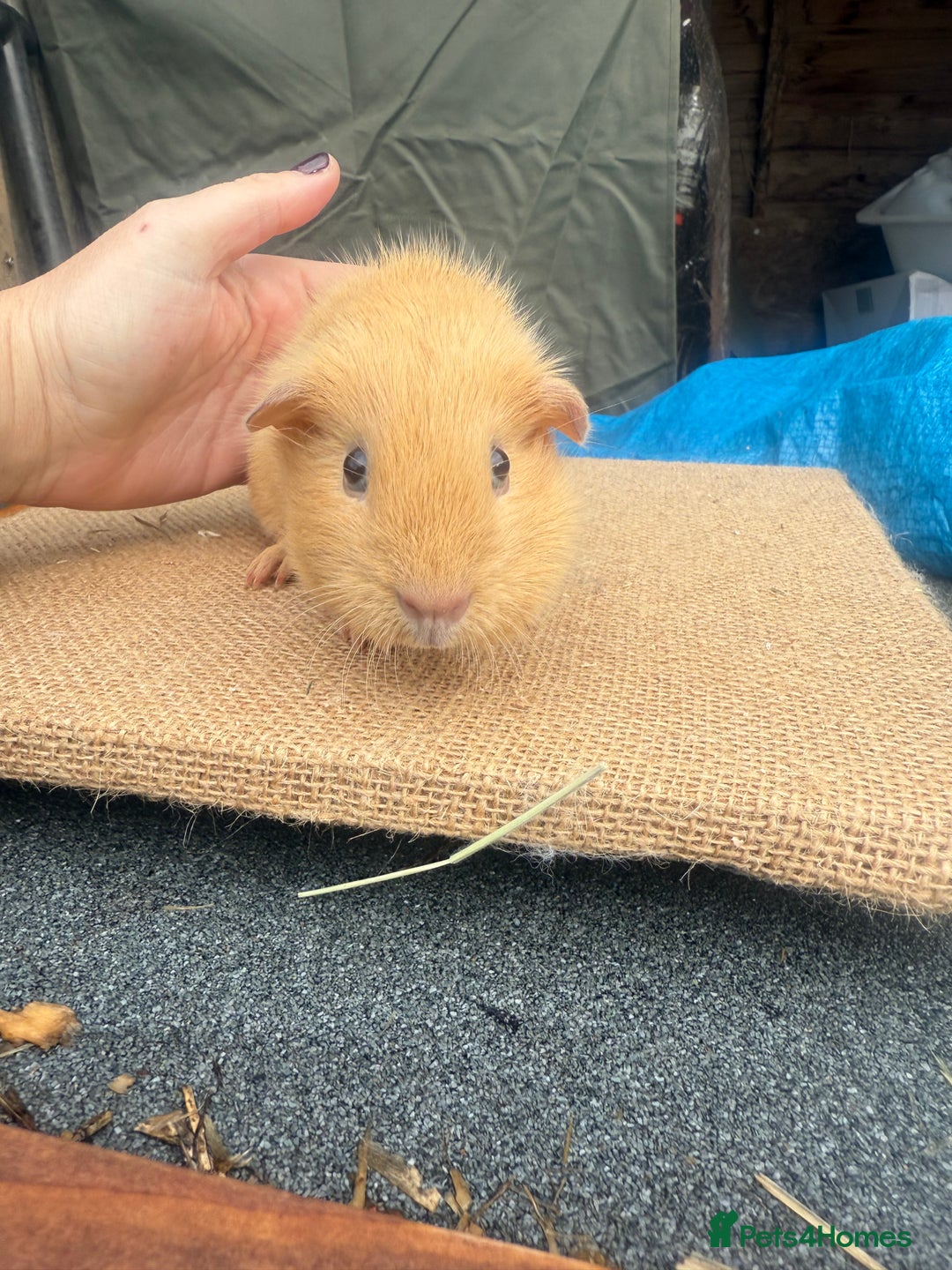 Guinea Pig rodents for sale: Buff Cali bred boar - Image 3