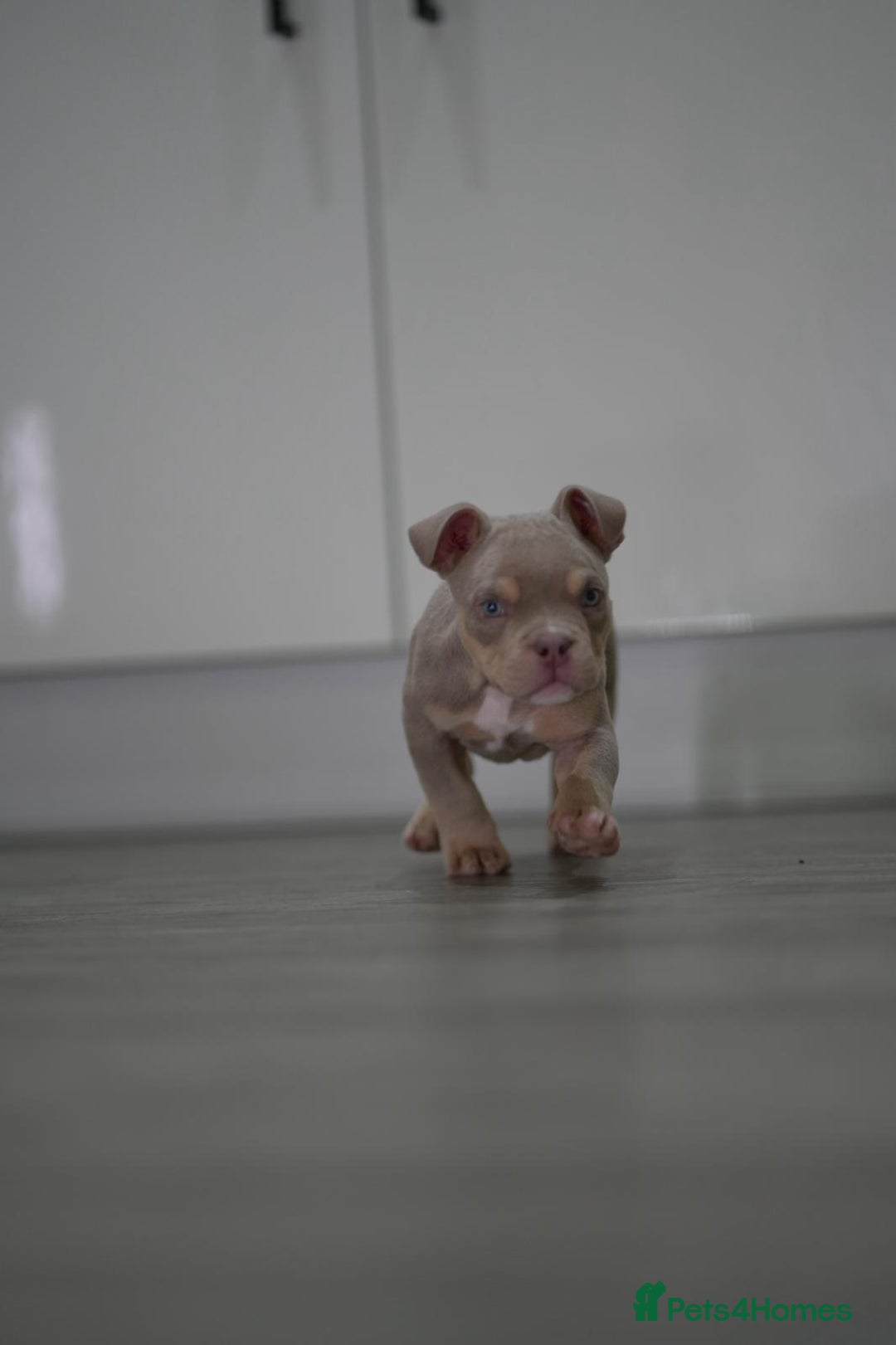 American Bully dogs for sale: Mirco bully- perfect and ready to go.  - Advert 10