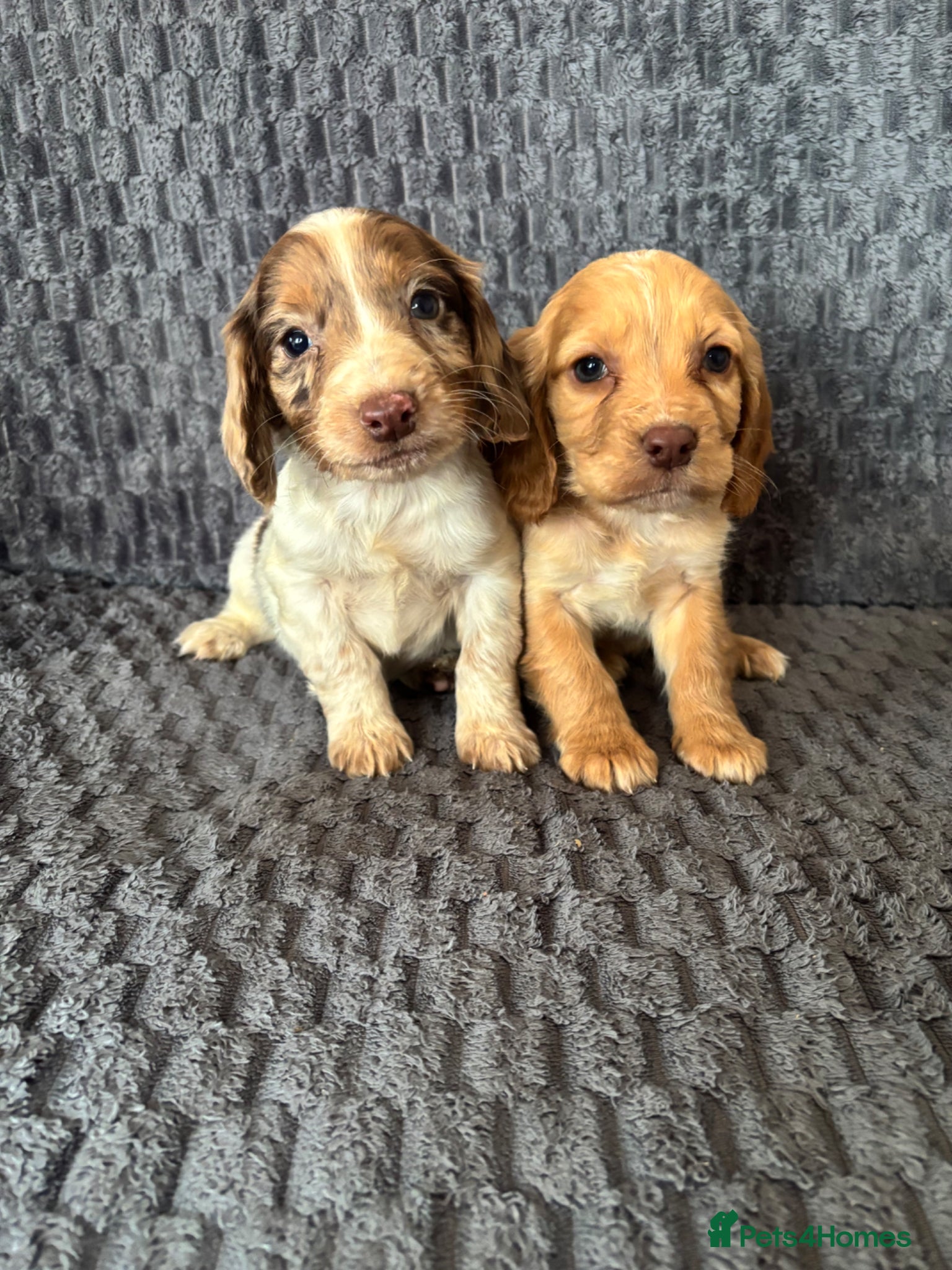 Cocker Spaniel dogs Cocker spaniel Puppies  - Advert 16