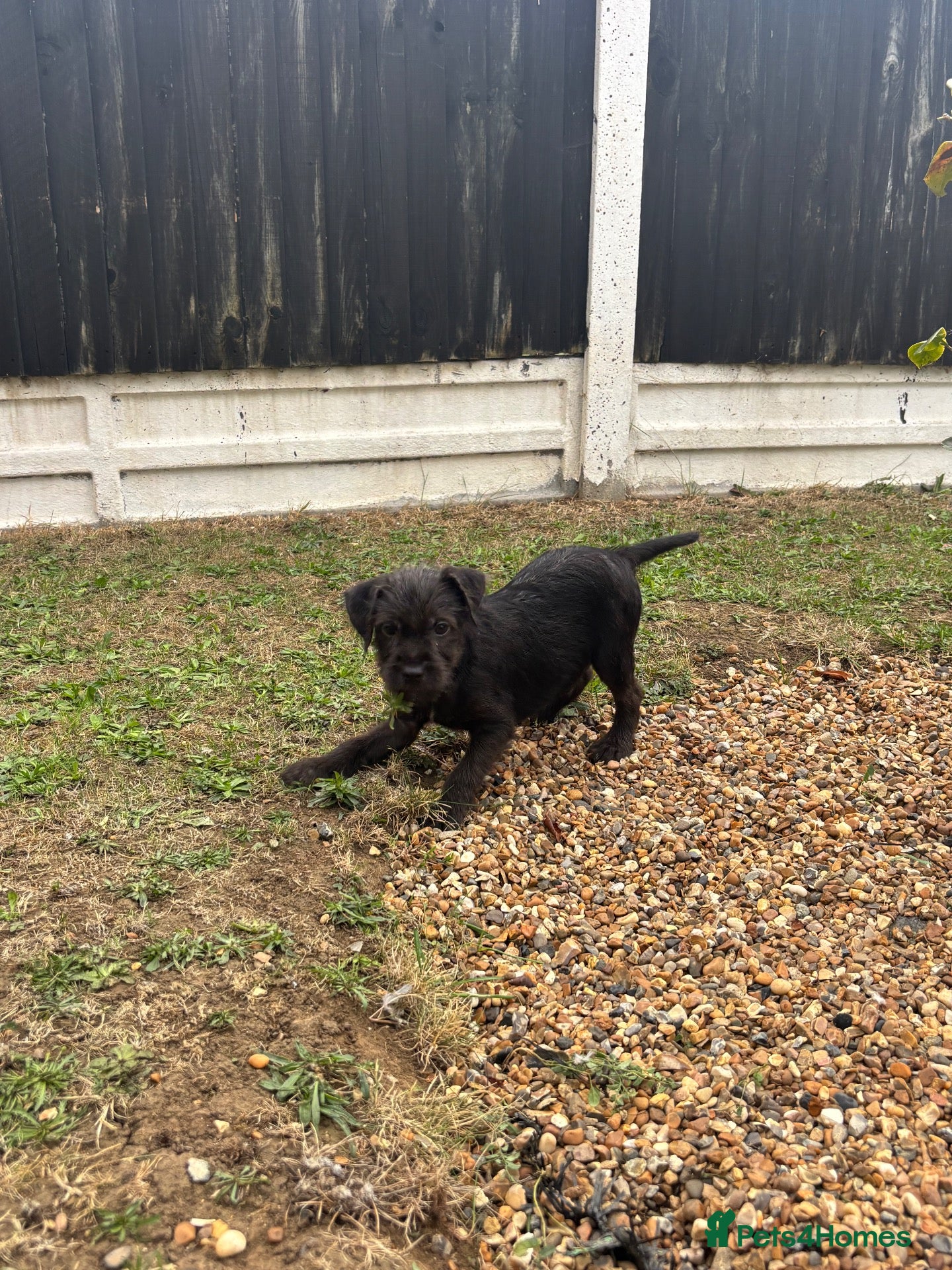 Patterdale Terrier dogs Patterdale terriers (3 BOYS LEFT) - Advert 1