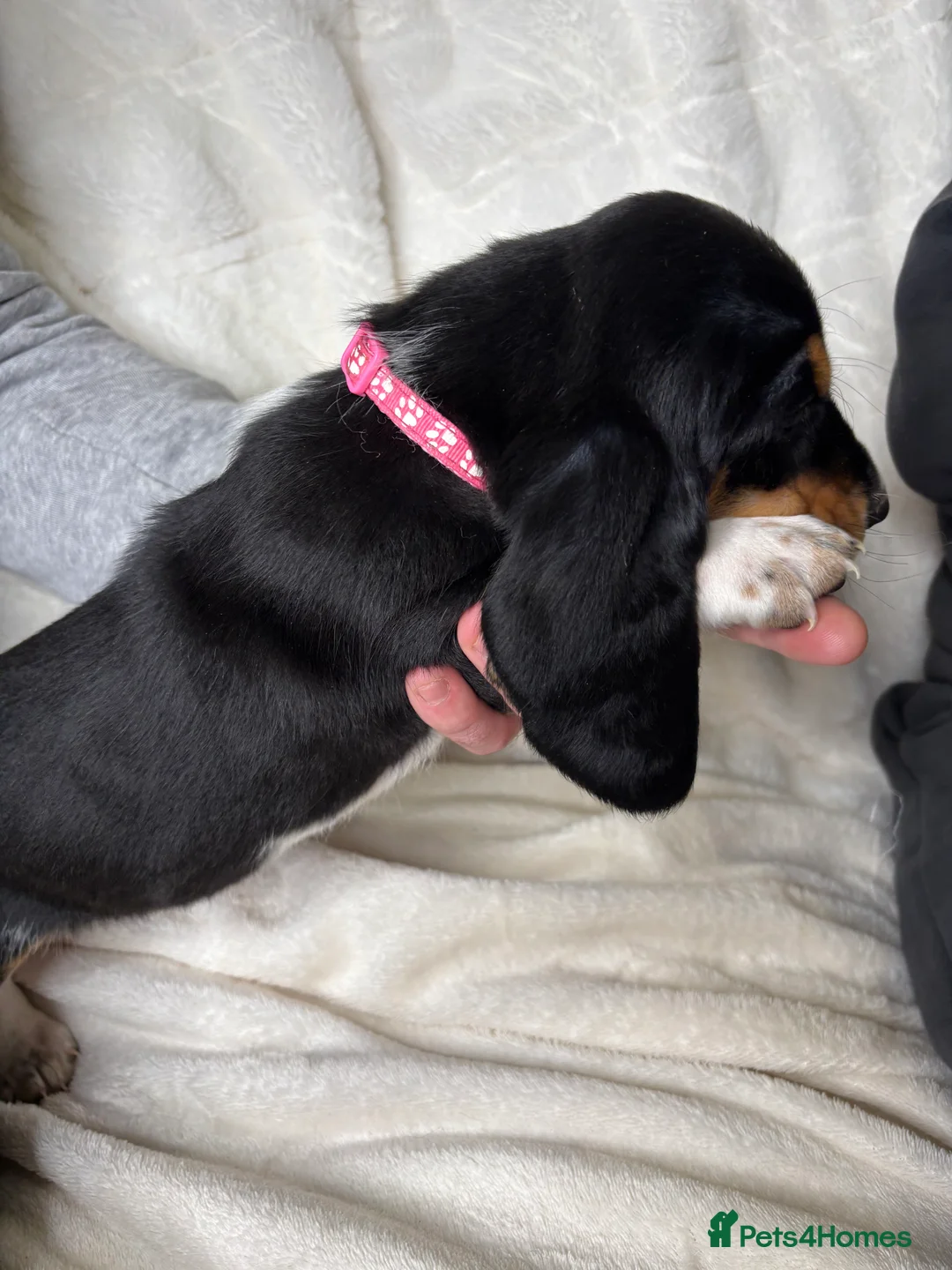 Basset Hound dogs for sale: Hungarian bloodlines 1 girl/1 boy left  - Advert 8