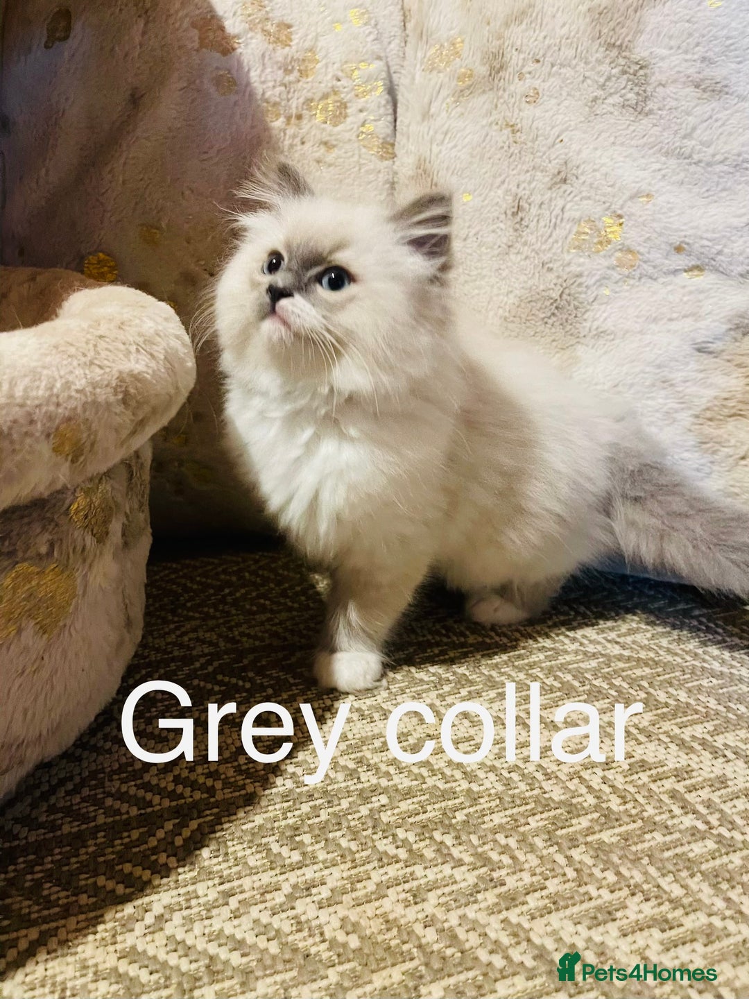 Ragdoll cats for sale: Ragdoll kittens ready 28th Jan  - Advert 14