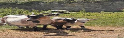 Goats livestock for sale: Pygmy Goats  - Advert 16