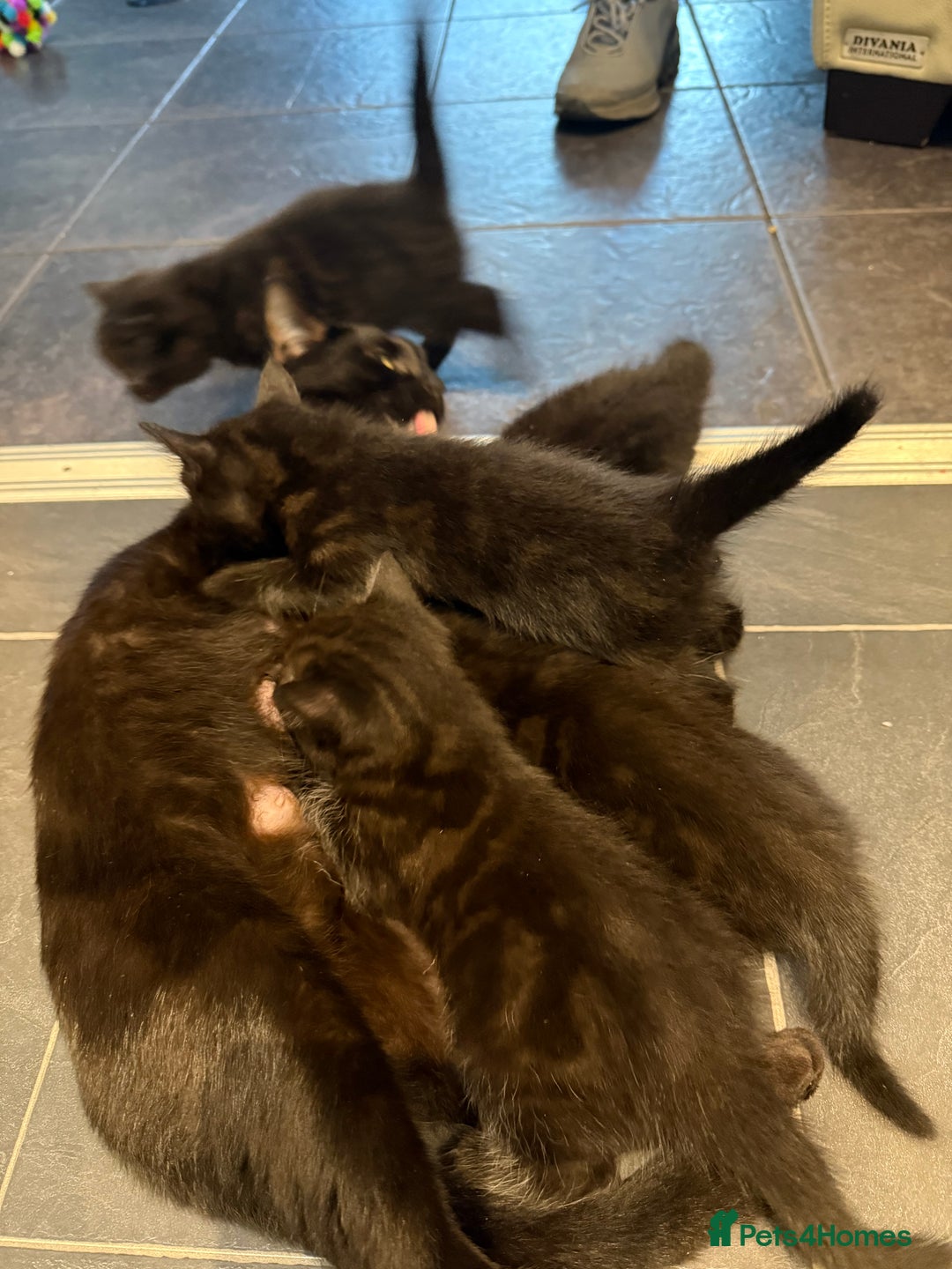 Mixed Breed cats for sale: Fluffy kitten looking for there home - Image 12