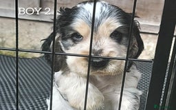 Cocker Spaniel dogs for sale: Blue Roan Tan-Sable Cocker Spaniel– KC bloodline - Image 17