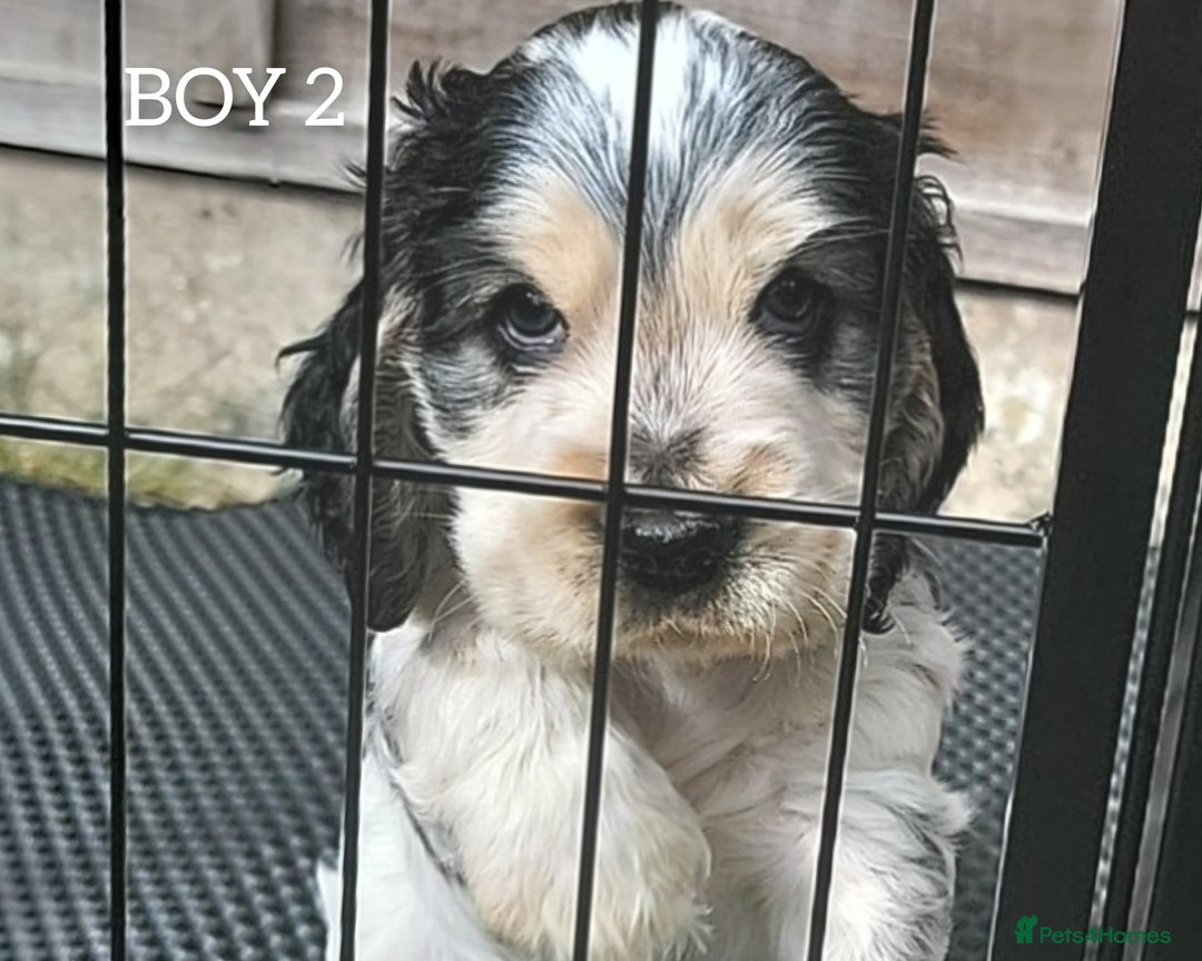 Cocker Spaniel dogs for sale: Blue Roan Tan-Sable Cocker Spaniel– KC bloodline - Image 17
