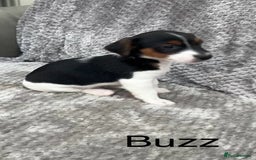 Jack Russell dogs for sale: Jack russel puppy’s  - Image 4