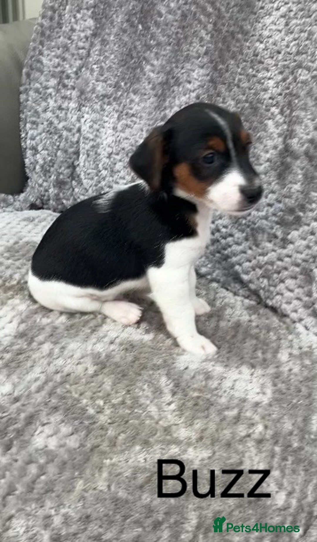 Jack Russell dogs for sale: Jack russel puppy’s  - Image 4