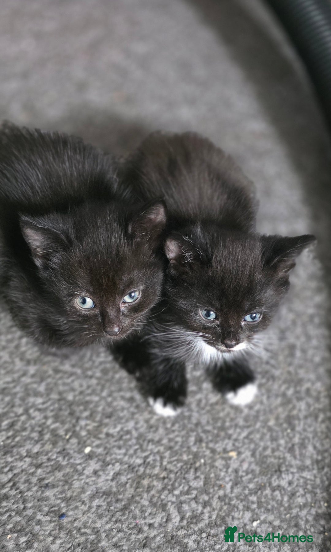Mixed Breed cats for sale: 3 kittens for sale  - Image 9