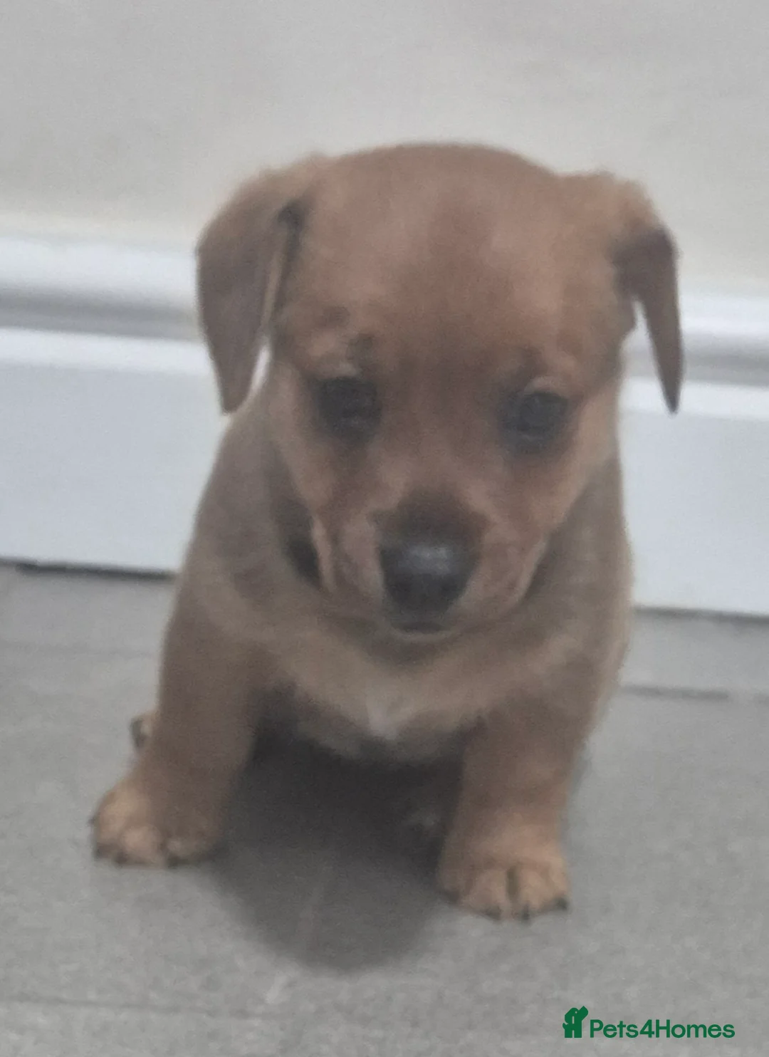 Jackapoo dogs for sale: Jackapoo type pups - Advert 10