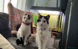 British Shorthair cats for sale: One male and female British short haired  - Image 2