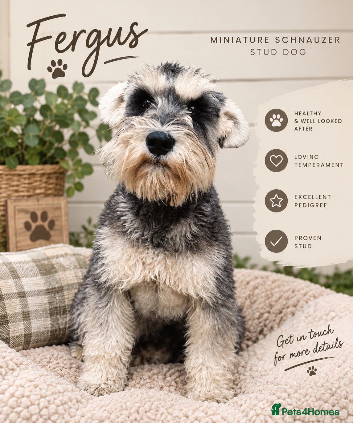 Miniature Schnauzer dogs OUTSTANDING PEPPER AND SALT STUD DOG - Advert 11