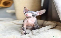 Sphynx cats for sale: Don Sphynx Kittens - Image 19