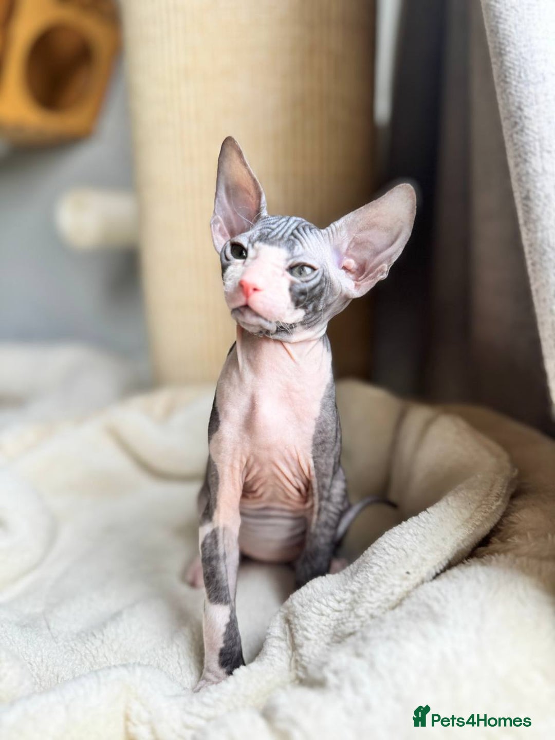 Sphynx cats for sale: Don Sphynx Kittens - Image 19