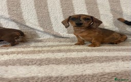 Miniature Dachshund dogs for sale: Beautiful Dachunds ready now  - Image 16