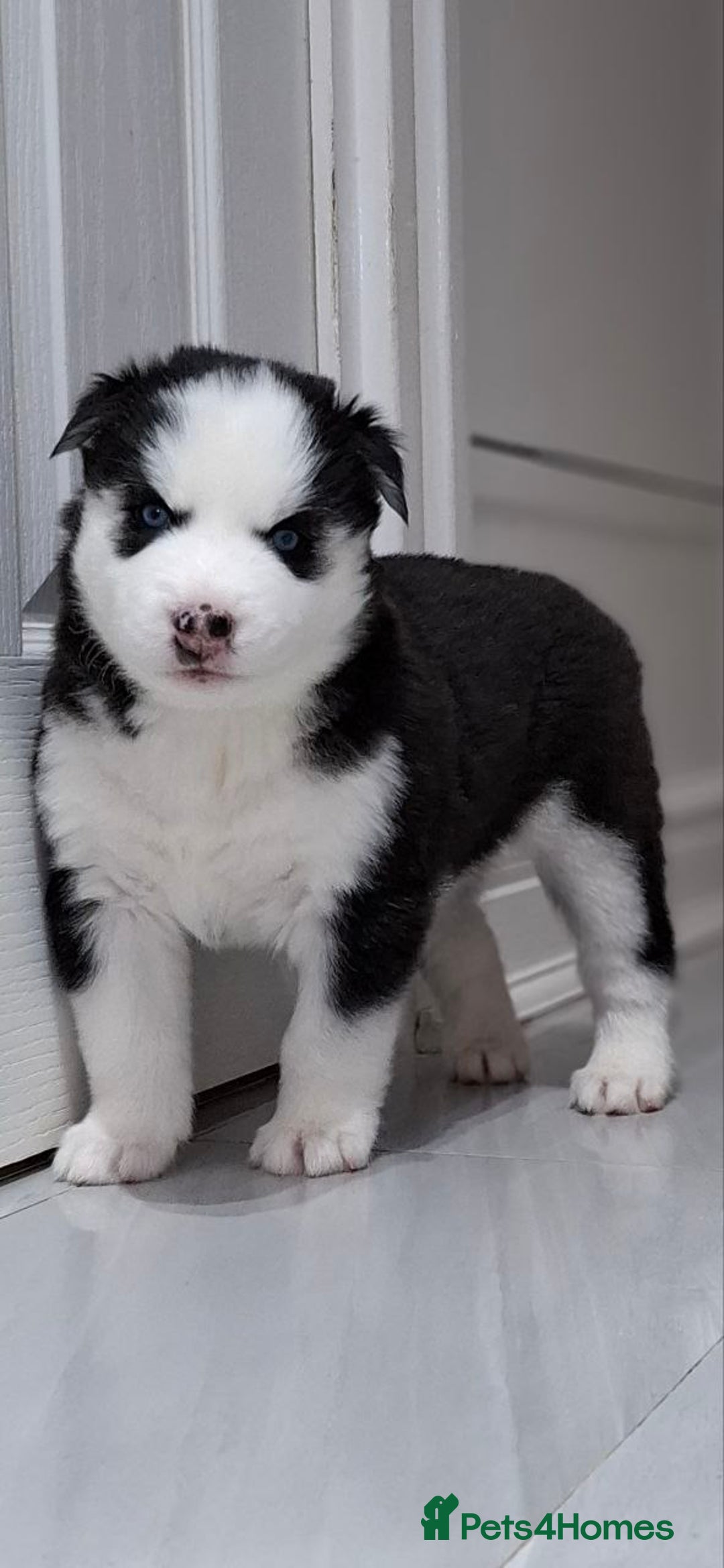 Siberian Husky dogs for sale: Siberian Huskies 1 Male 4 Female - Advert 35