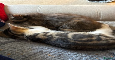 British Shorthair cats Beautiful cute British shorthair kittens for sale  - Advert 5